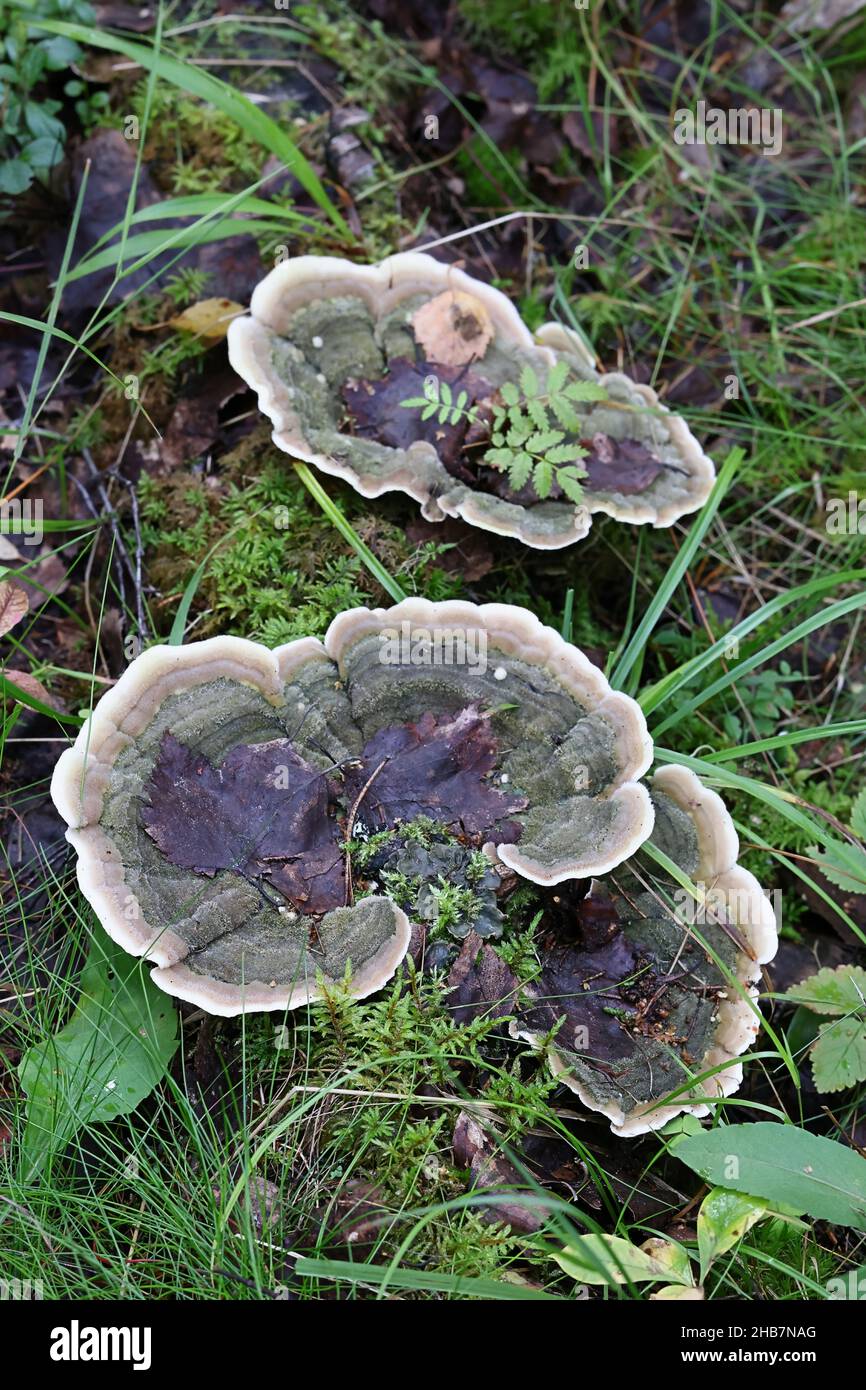 Cerrena unicolor, known as mossy maze polypore, wild fungus from Finland Stock Photo