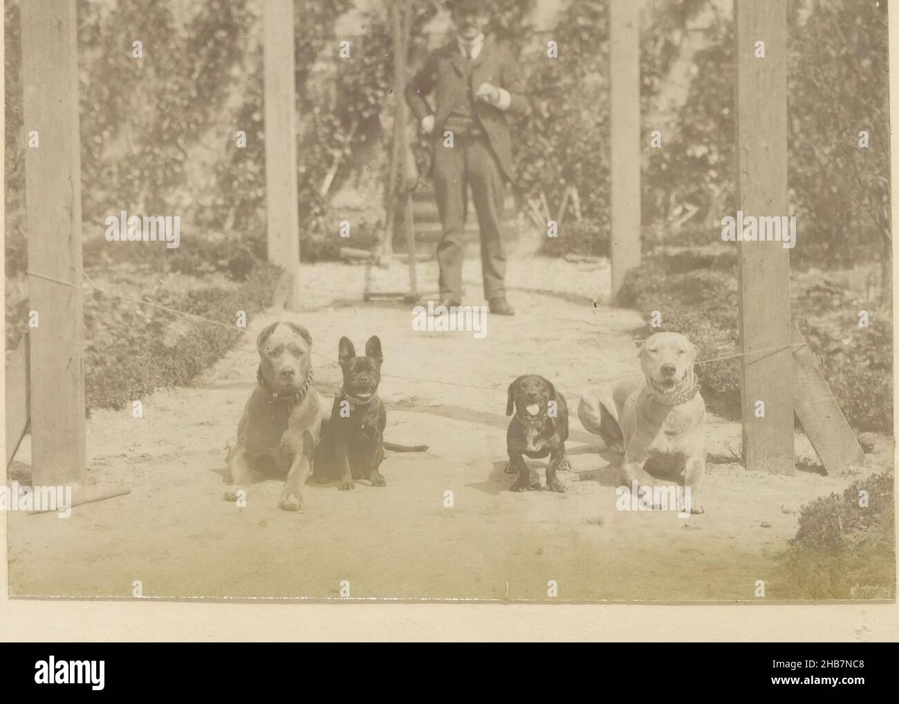 Four dogs and a man on a garden path in France, Part of Photo album of a French amateur photographer with shots of a family, distillery Delizy &amp; Doistau Fils, the army and places of interest in France., anonymous, France, c. 1900 - c. 1910, paper, albumen print, height 77 mm × width 113 mm Stock Photo