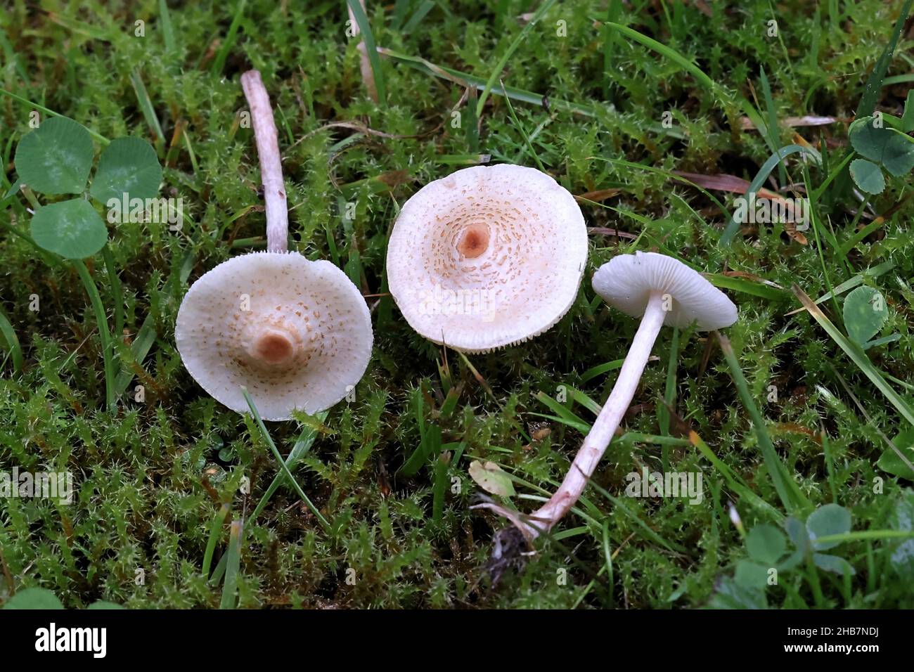 Lepiota cristata, commonly known as the stinking dapperling or the stinking parasol, wild mushroom from Finland Stock Photo