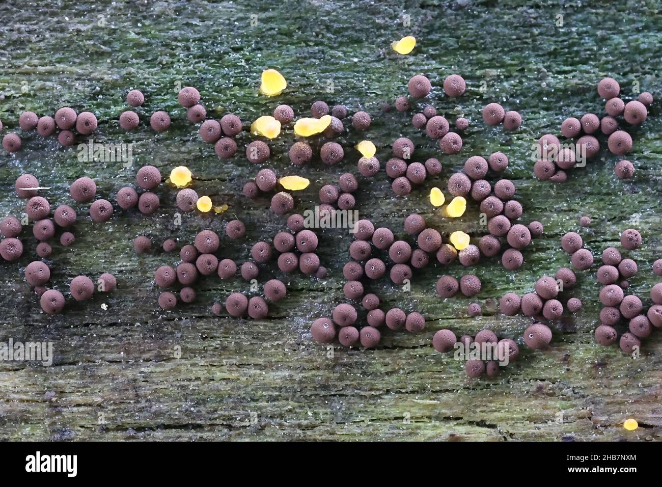 Enerthenema papillatum, a slime mold from Finland with no common english name Stock Photo