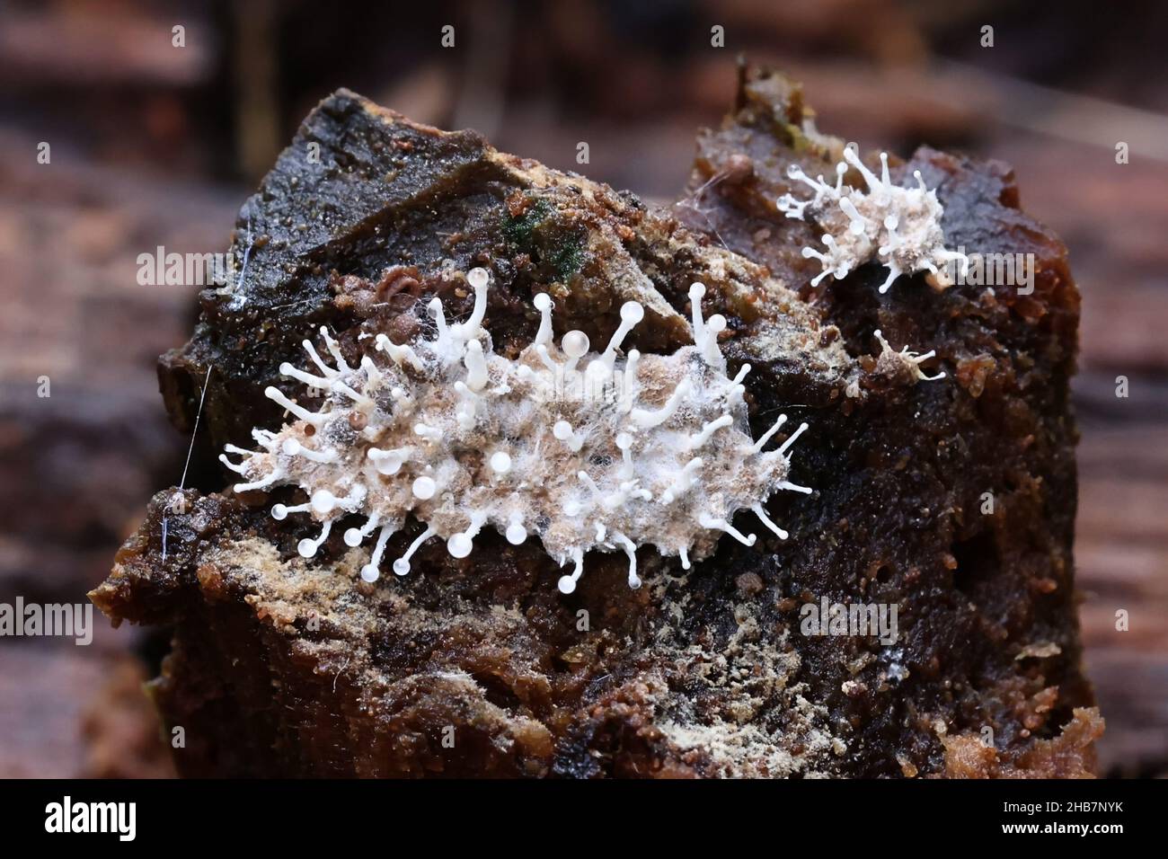 A fungus called Blistum byssiseda, parasite on host slime mold called Cribraria argillacea Stock Photo