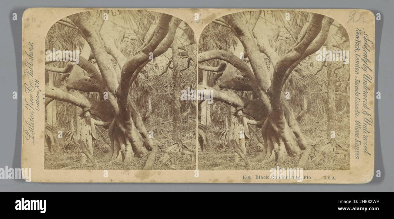 Rubber tree in Florida, Black Rubber Tree, Fla. U.S.A. (title on object), anonymous, publisher: Littleton View Co (mentioned on object), Florida, publisher: Littleton, publisher: New York (city) (possibly), 1891 - 1909, cardboard, paper, albumen print, height 88 mm × width 178 mm Stock Photo