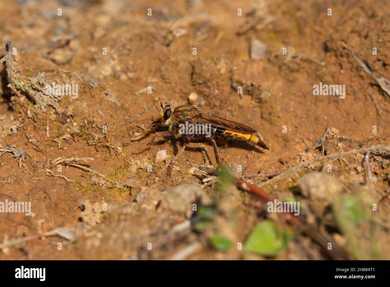 Hornet robberfly hi-res stock photography and images - Alamy
