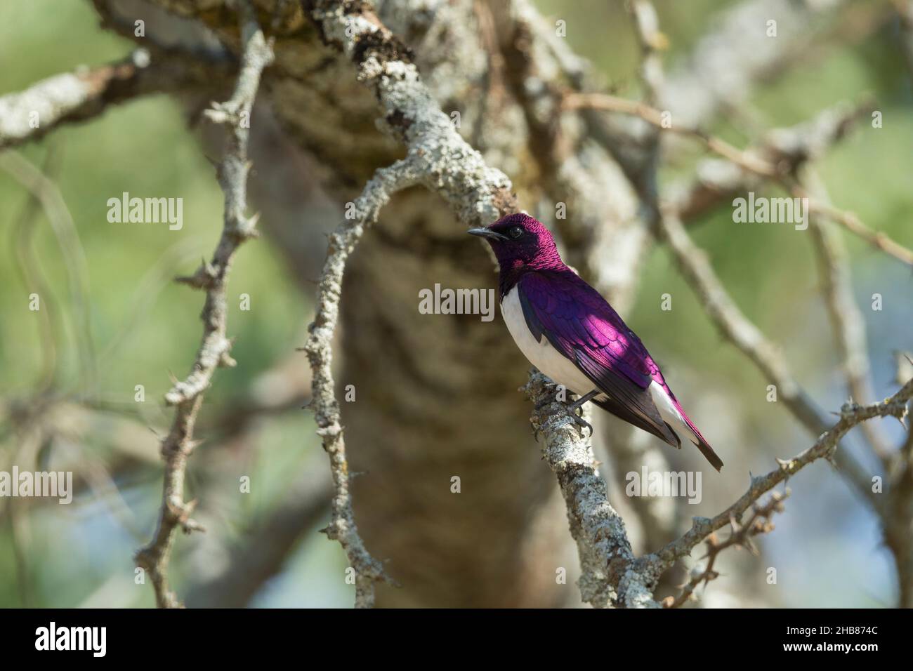 Violet-backed Starling Cinnyricinclus Leucogaster, Adult Male Perched ...