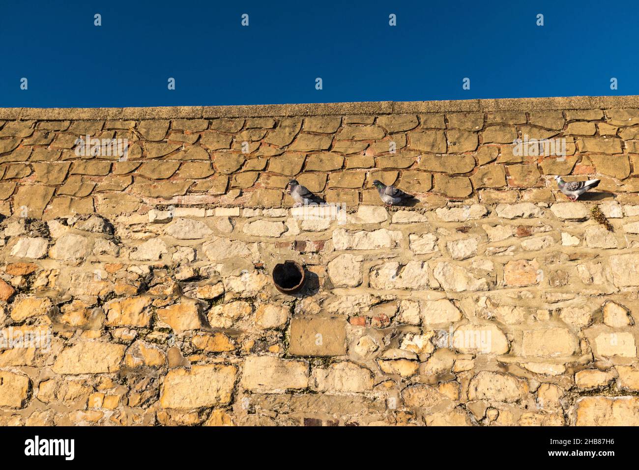 Pigeons in Hartlepool abiding by the Covid 19 social distancing measures Stock Photo