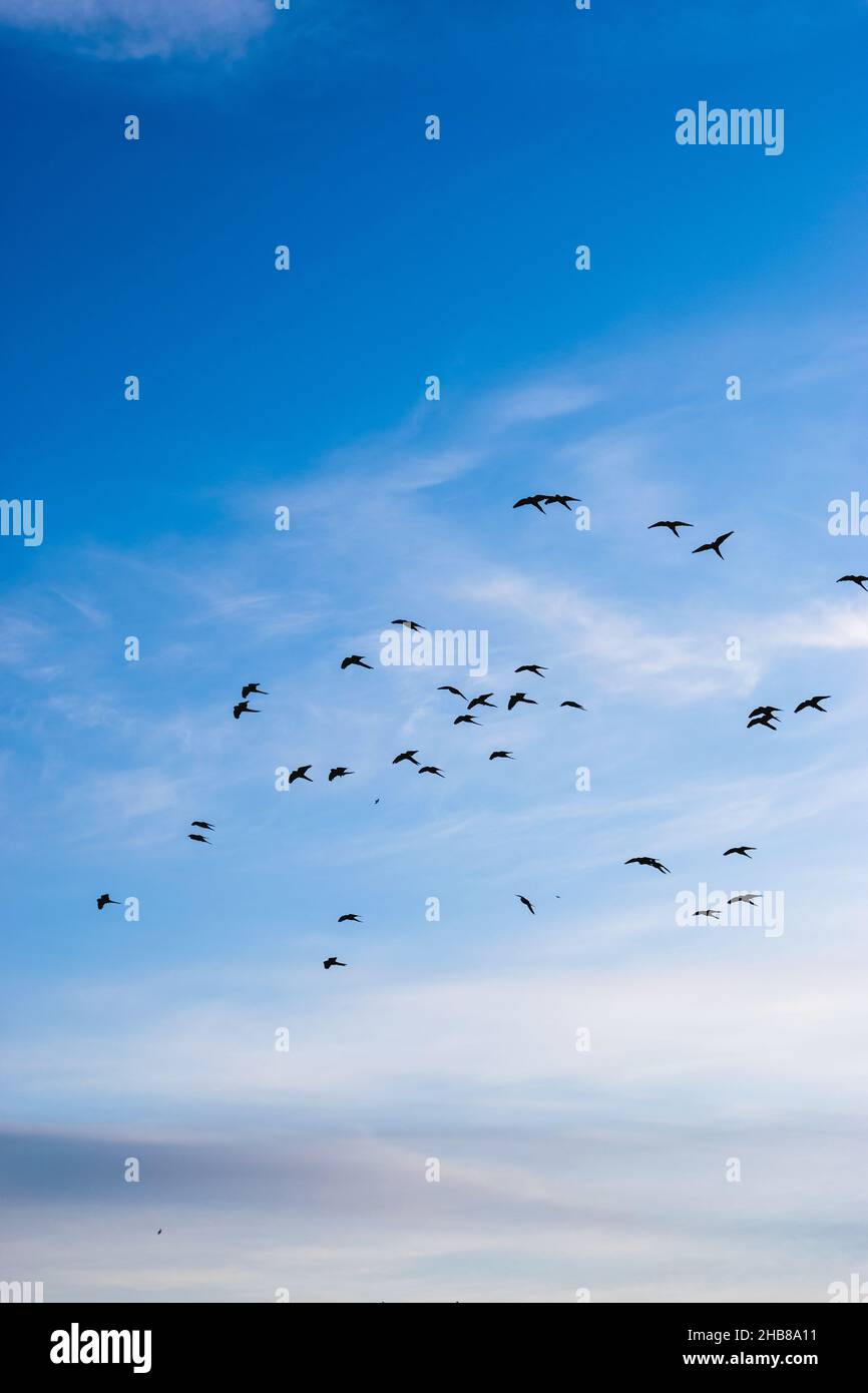 Birds in heaven hi-res stock photography and images - Alamy