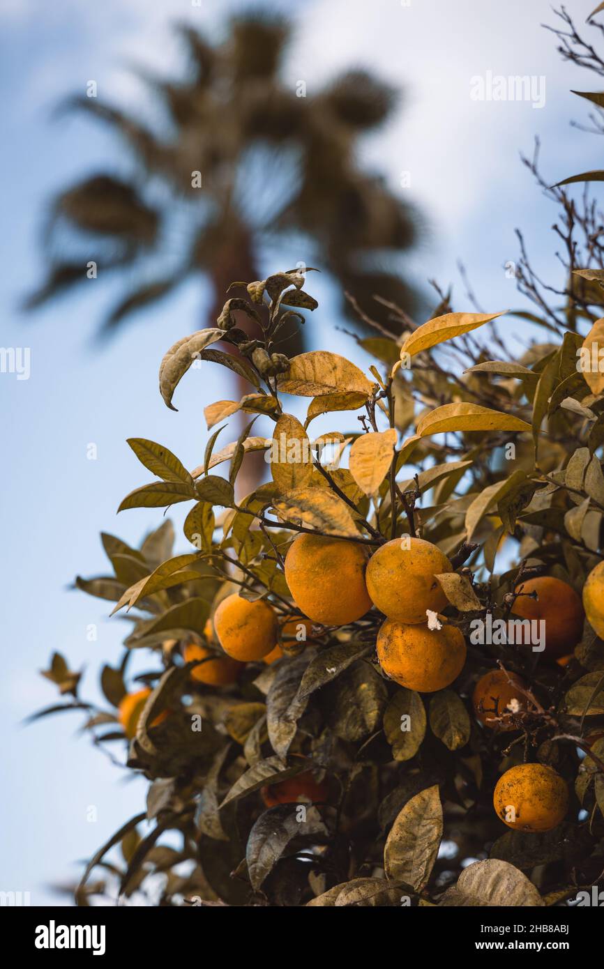 Closeup vertical shot tree hi-res stock photography and images - Alamy