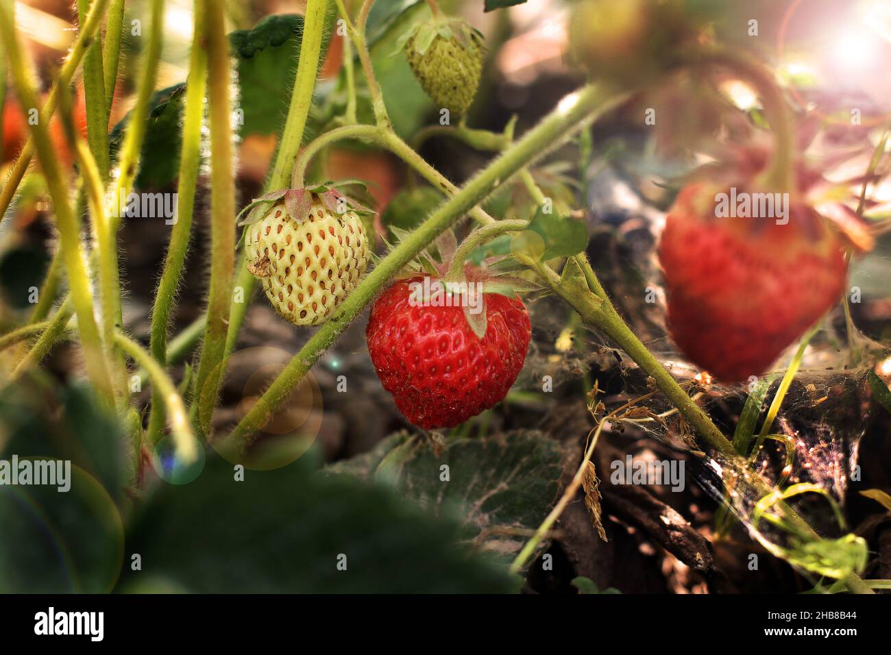 Strawberries in the garden Stock Photo - Alamy