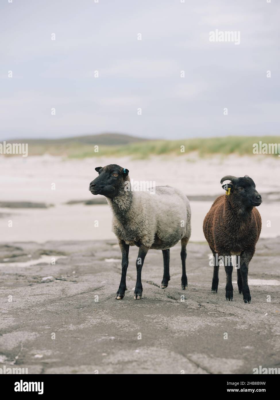 Shetland sheep breed ewe and lamb on the Scottish West Highland coast landscape Scotland UK Stock Photo