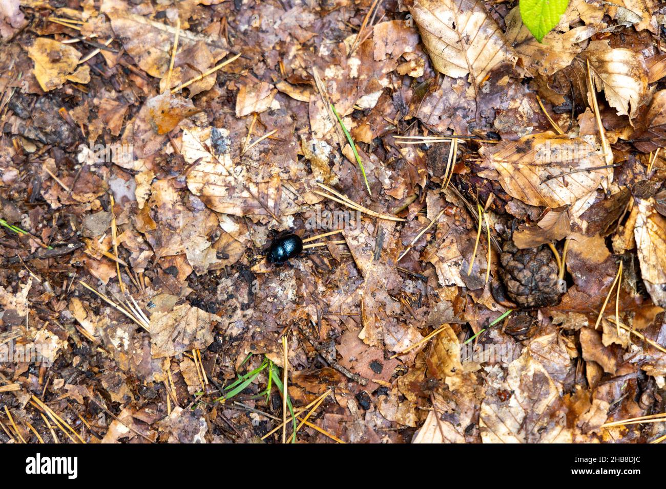 a black dung beetle in search of food or building material Stock Photo