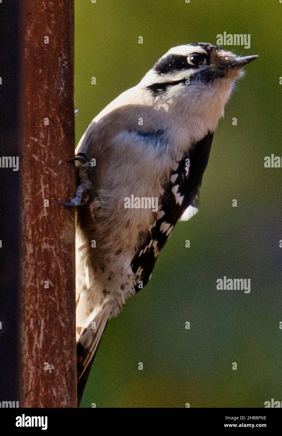 Woodpecker on the deck railing Stock Photo