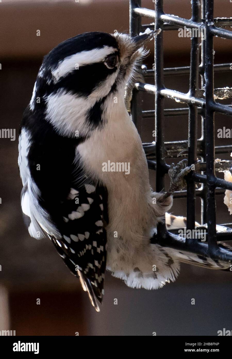 Woodpecker on the suet feeder Stock Photo