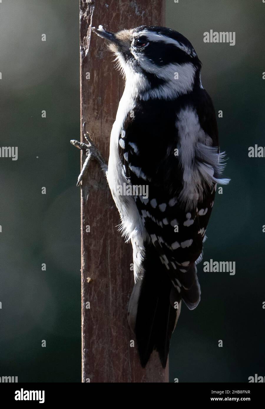 Woodpecker on the deck railing Stock Photo