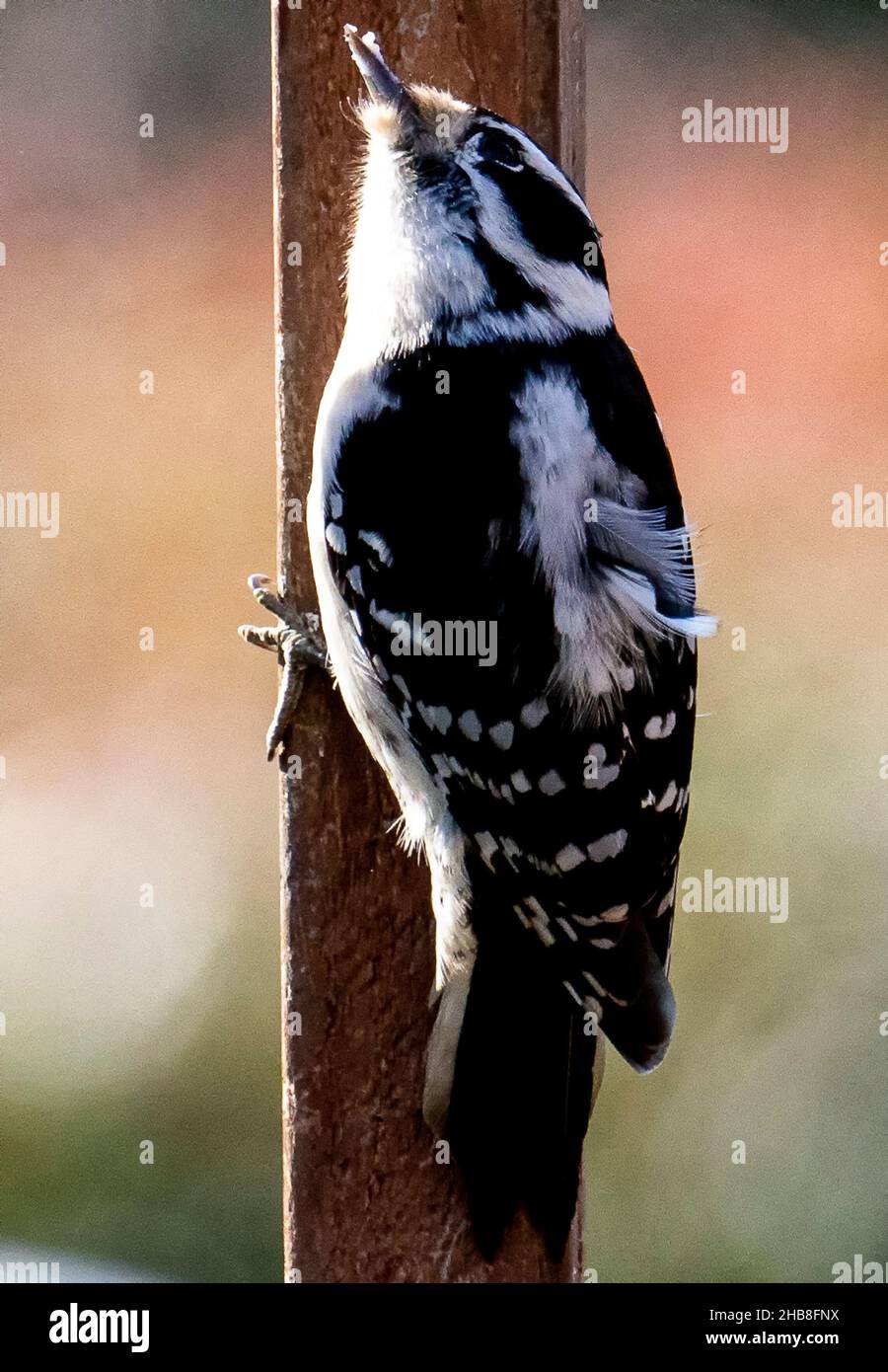 Woodpecker on the deck railing Stock Photo