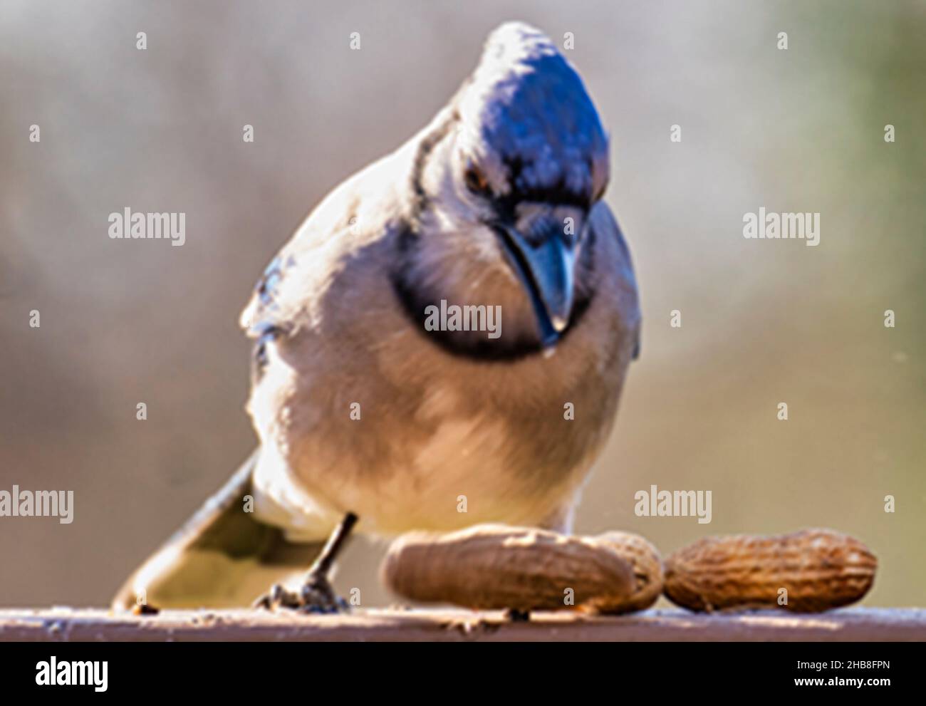 Bluejay lands on a rock looking for peanuts Stock Photo