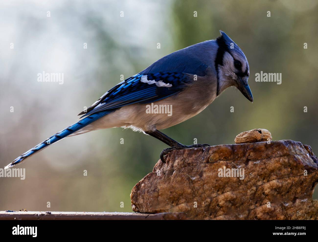 Bluejay lands on a rock looking for peanuts Stock Photo
