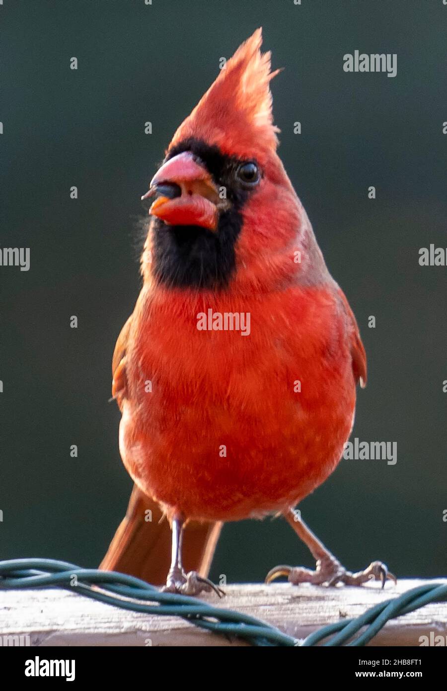 Male Northern Cardinal in the late afternoon sun Stock Photo