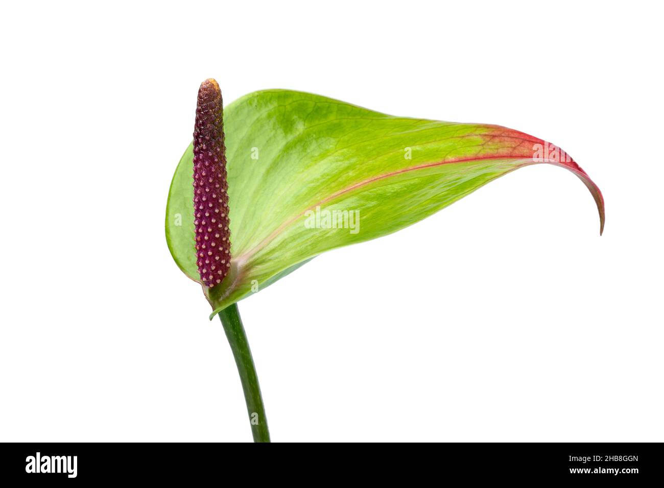 Single green Anthurium flower on white background Stock Photo