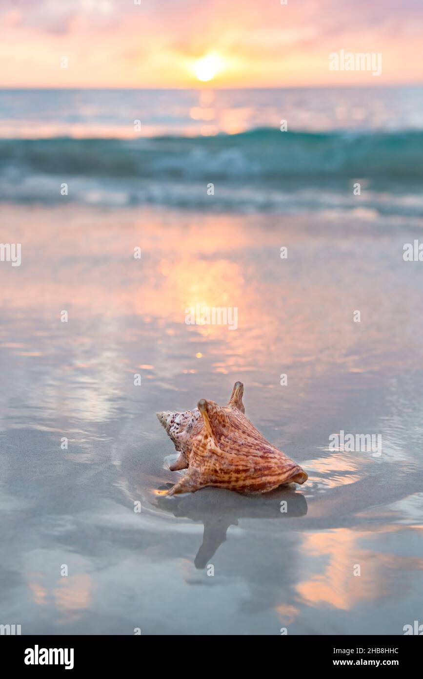 Jamaica, Conch shell on beach at sunset Stock Photo Alamy