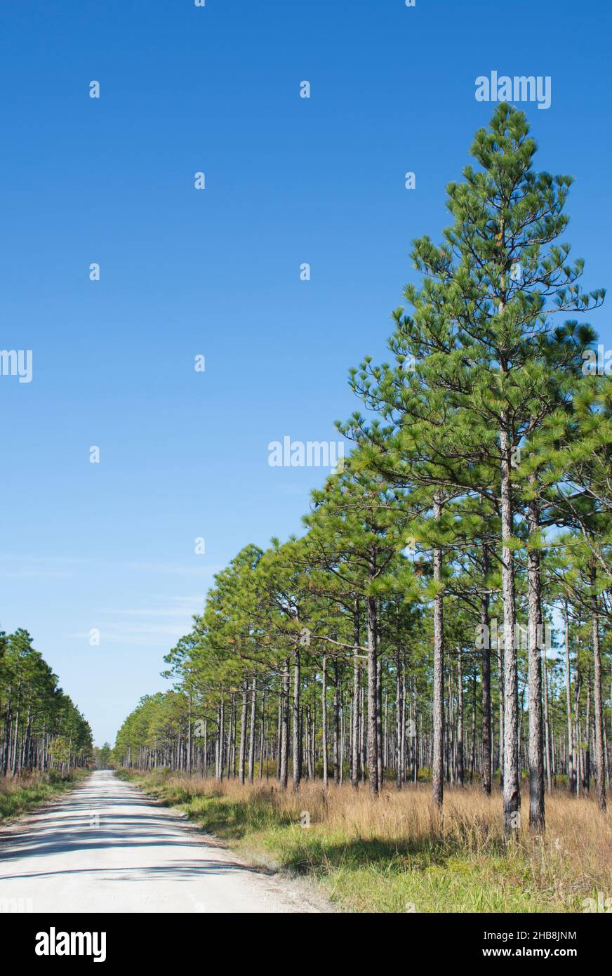 Holly shelter game land hires stock photography and images Alamy