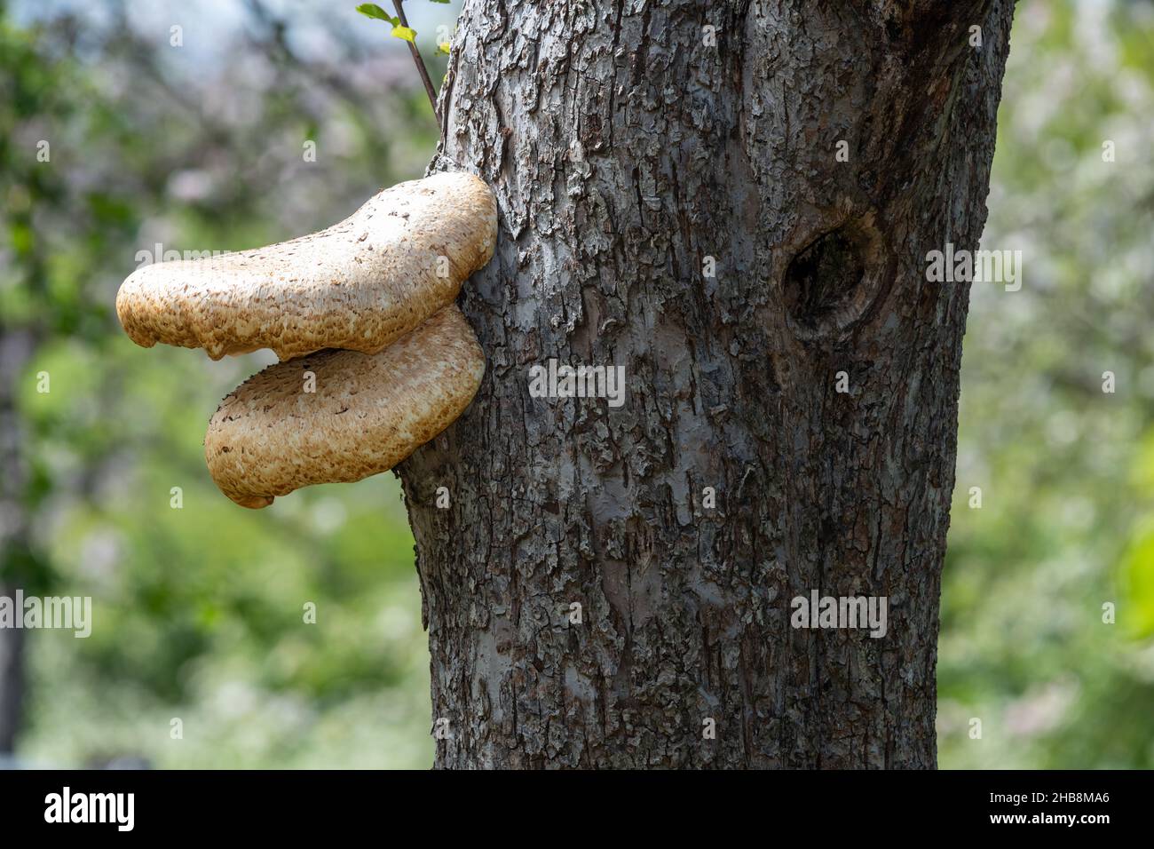 Close up of bracket fungi growing on an old apple tree Stock Photo
