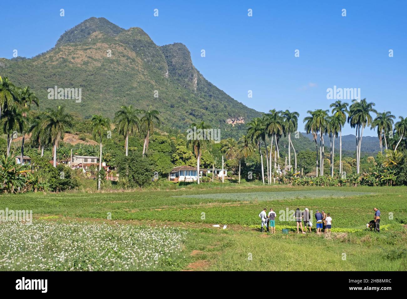 Cuban agricultural labourers working on farmland / field in the countryside along the Circuito Sur / CS, highway in the Sancti Spíritus Province, Cuba Stock Photo