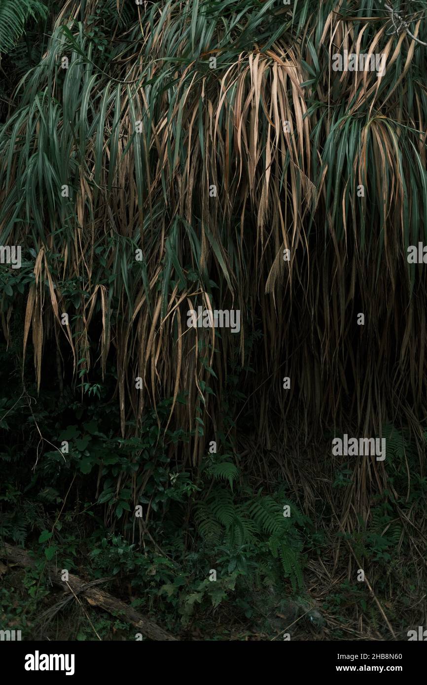 Palm reeds hi-res stock photography and images - Alamy