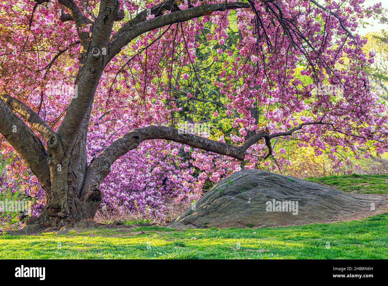 Flowering Japanese cherry tree in early spring in Central Park, New York City Stock Photo