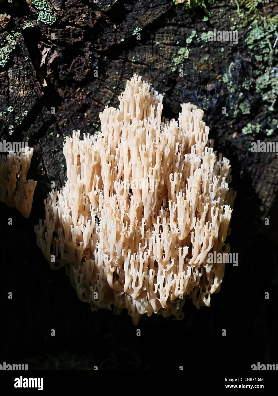 Artomyces pyxidatus, known as crown coral, crown-tipped coral fungus or candelabra coral, wild mushroom from Finland Stock Photo
