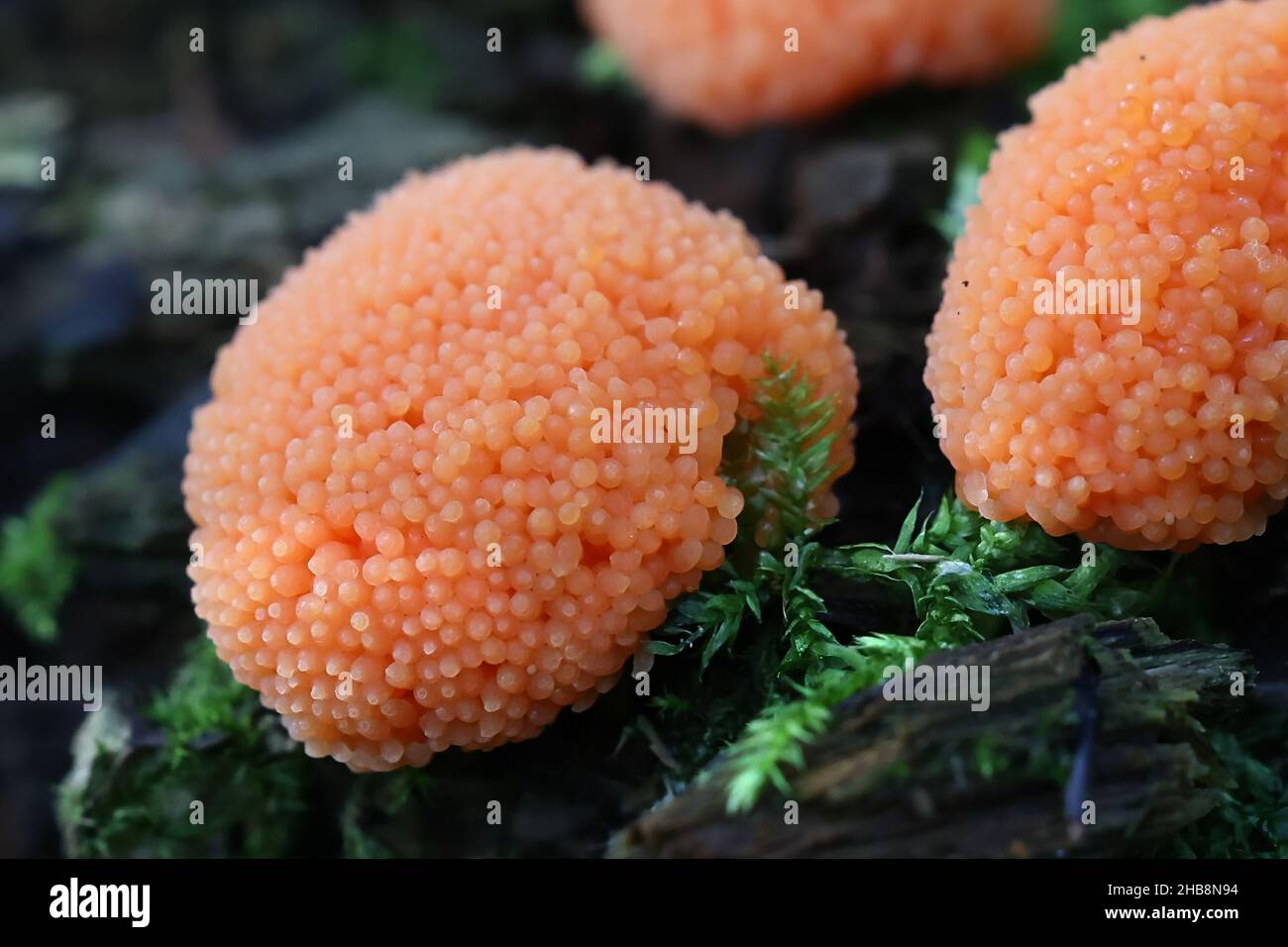 Tubifera ferruginosa, known as raspberry slime mold Stock Photo