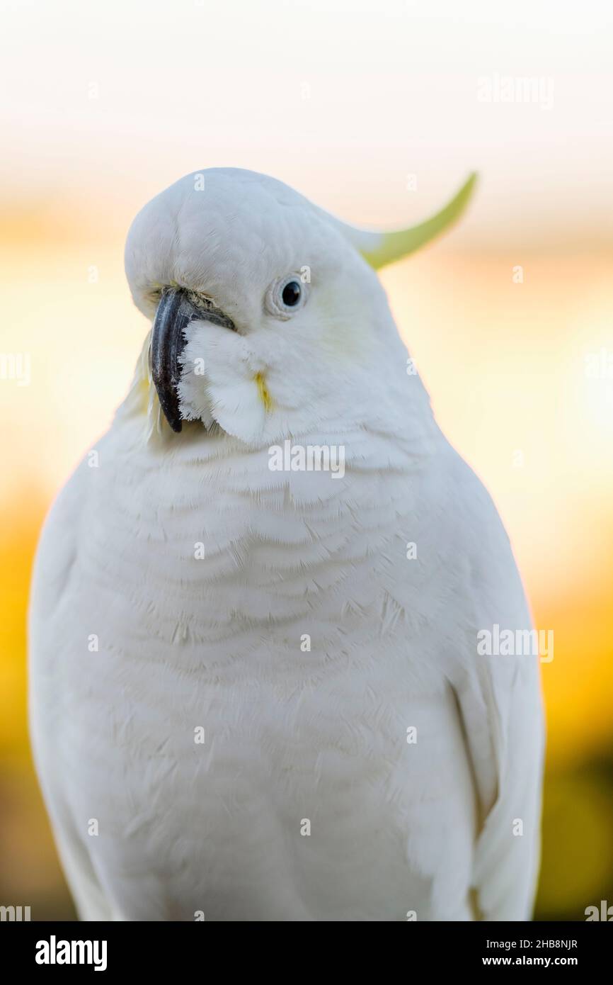 Sulphur-crested cockatoo (Cacatua galerita) Stock Photo
