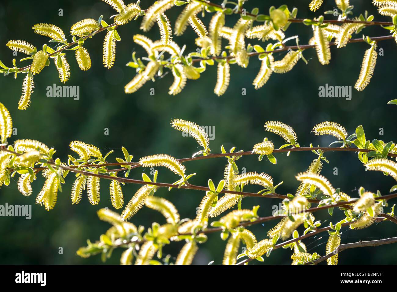 Salix alba, white willow tree in Springtime, pollen and catkins closeup. Stock Photo
