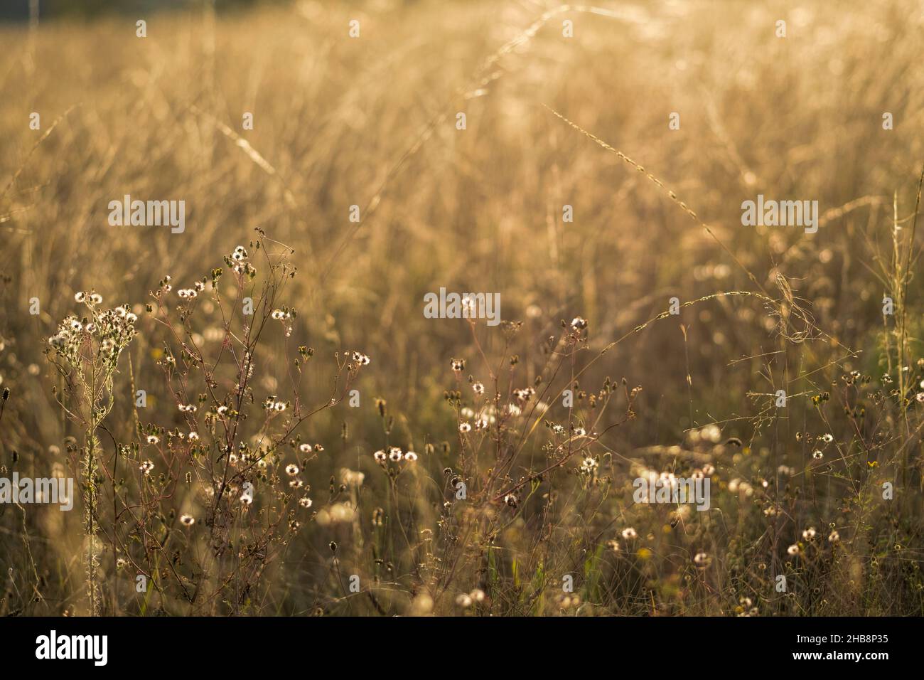 Close-up of grass in sunset light Stock Photo