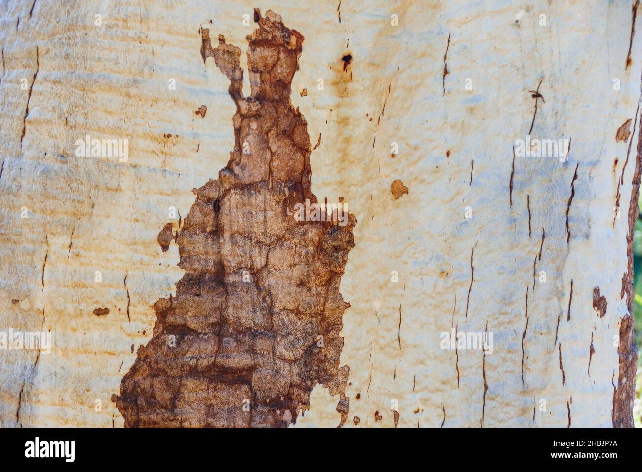 Close-up of textured tree trunk Stock Photo