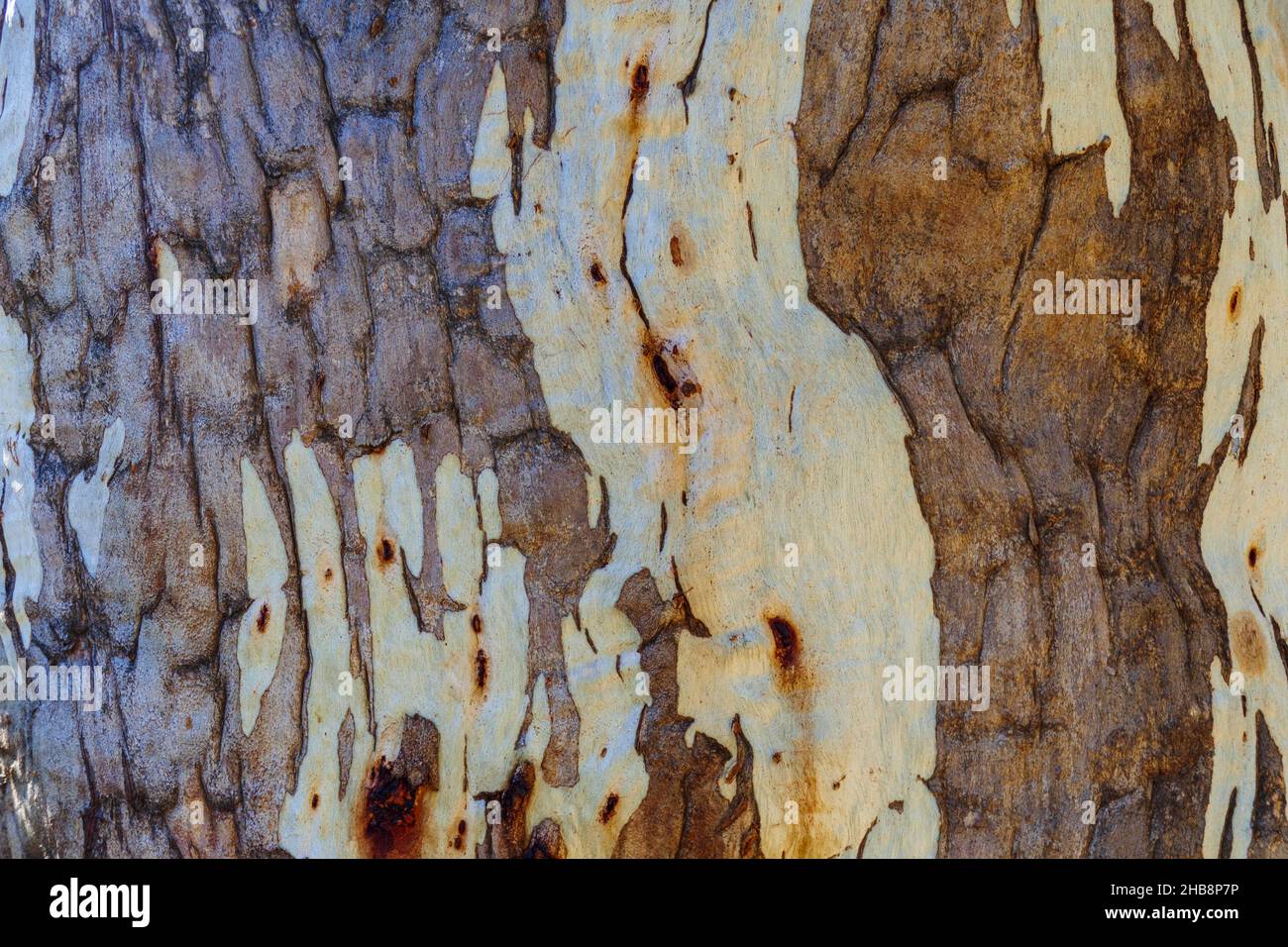 Close-up of textured tree trunk Stock Photo
