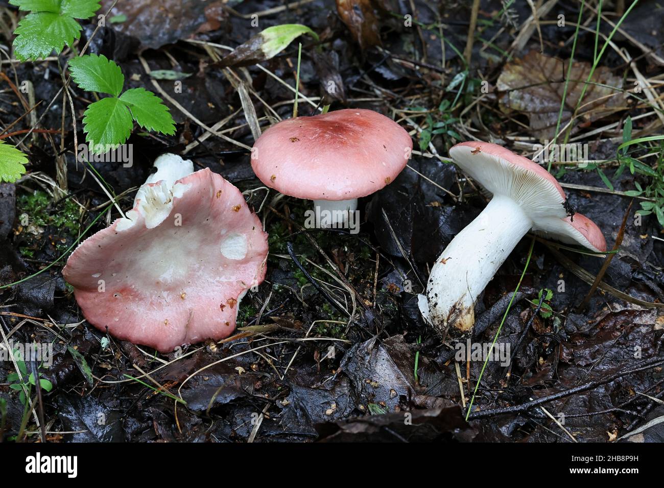 Russula depallens, known as bleached brittlegill, wild mushroom from Finland Stock Photo
