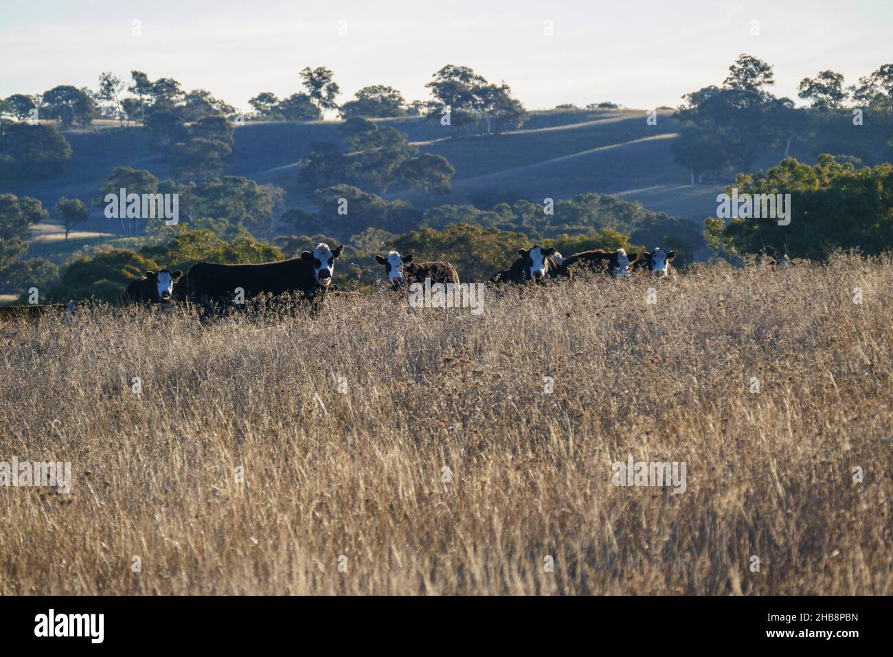 Australia, NSW, Kandos, Herd of cows in pasture Stock Photo