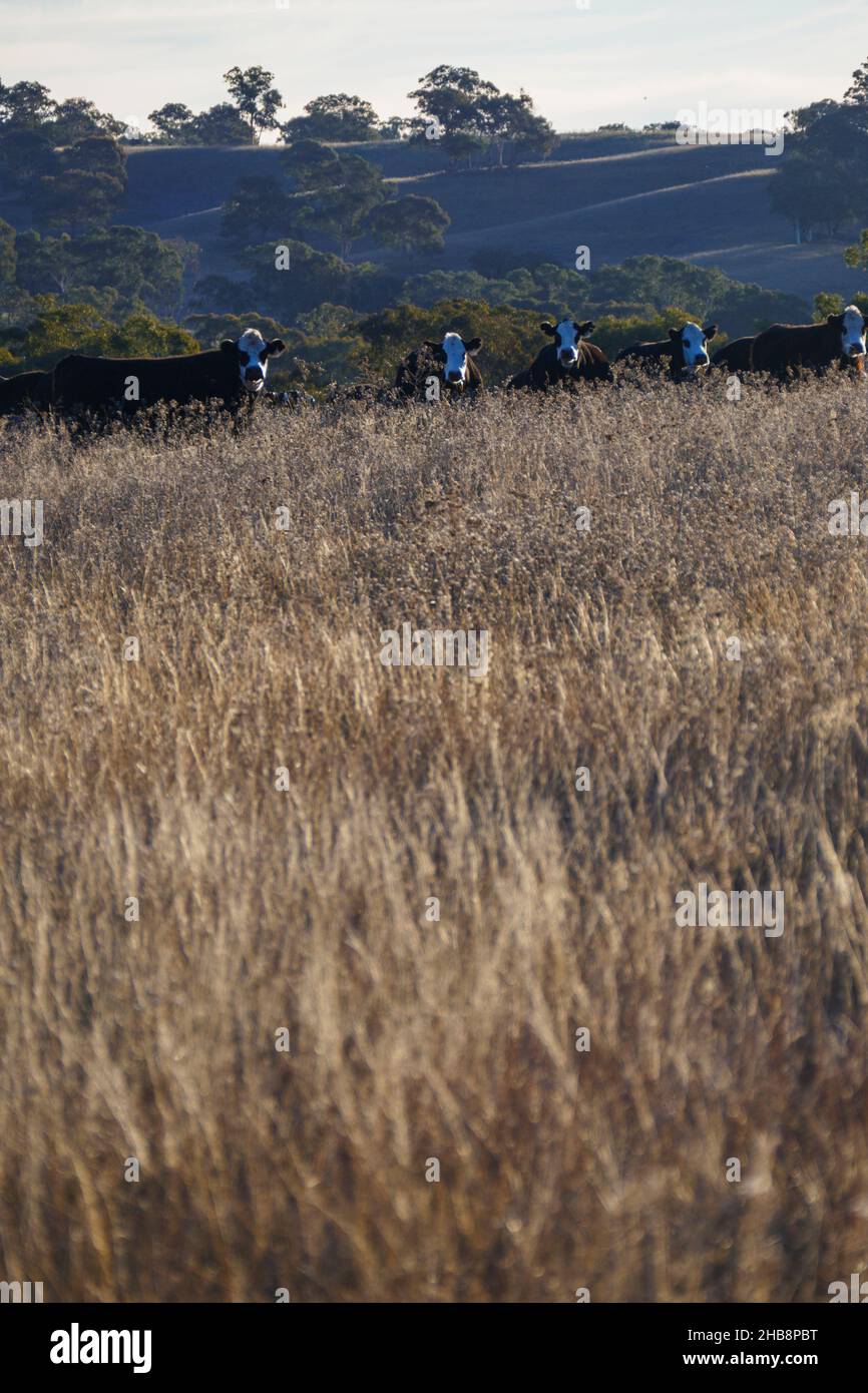 Australia, NSW, Kandos, Herd of cows in pasture Stock Photo