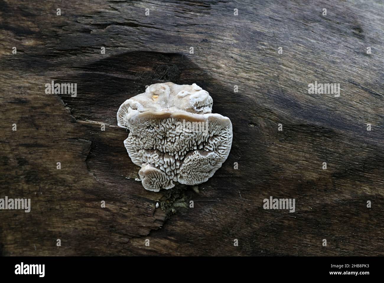 Daedalea quercina, known as the oak mazegill or maze-gill fungus, wild polypore from Finand Stock Photo