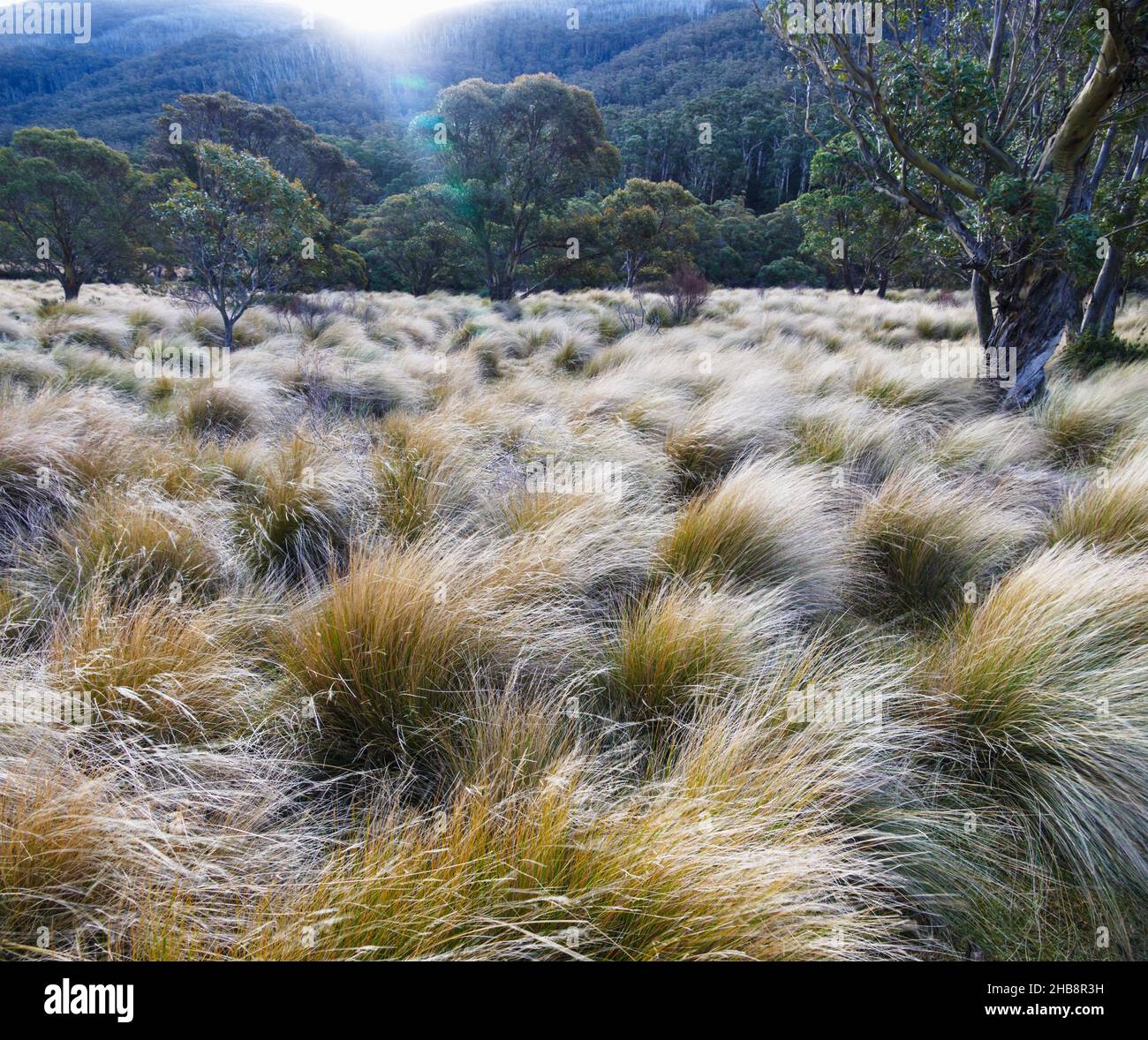Australia, NSW, Kosciuszko National Park, Trees in grass field Stock Photo