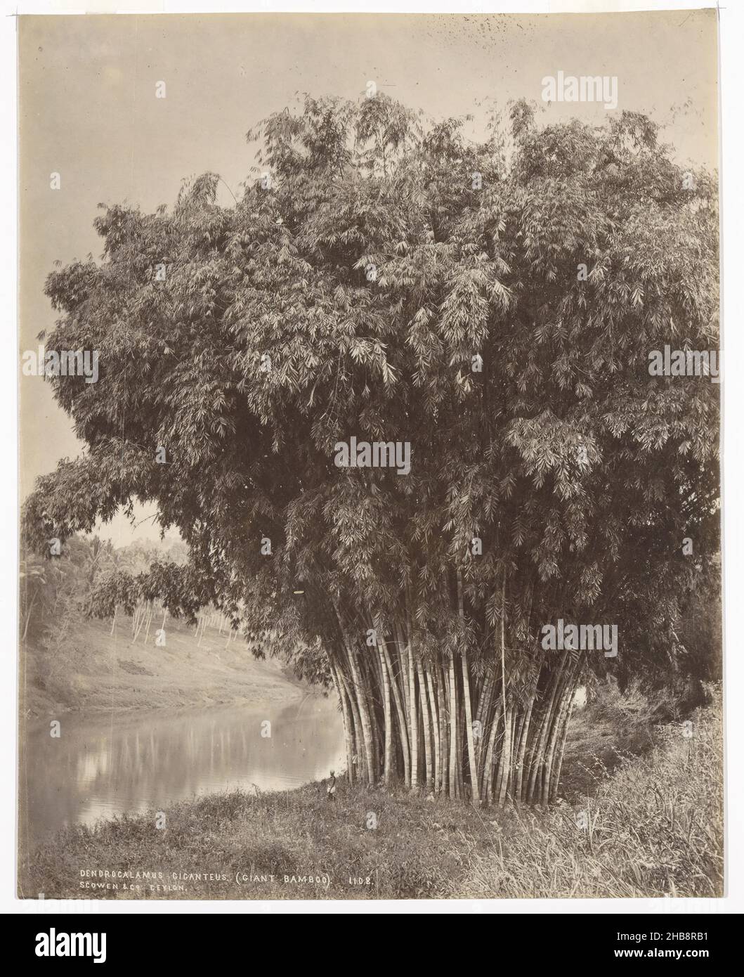 Giant bamboo along the waterfront, Dendrocalamus Giganteus. (Giant Bamboo). (title on object), Charles T. Scowen & Co. (mentioned on object), Sri Lanka, 1876 - 1893, paper, albumen print, height 271 mm × width 214 mm Stock Photo