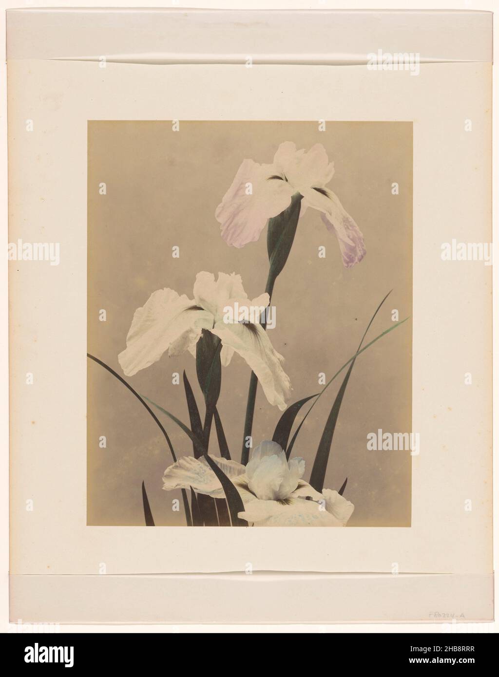 Irises, anonymous, Japan, 1855 - 1890, paper, cardboard, albumen print, height 252 mm × width 202 mm, height 378 mm × width 301 mm Stock Photo