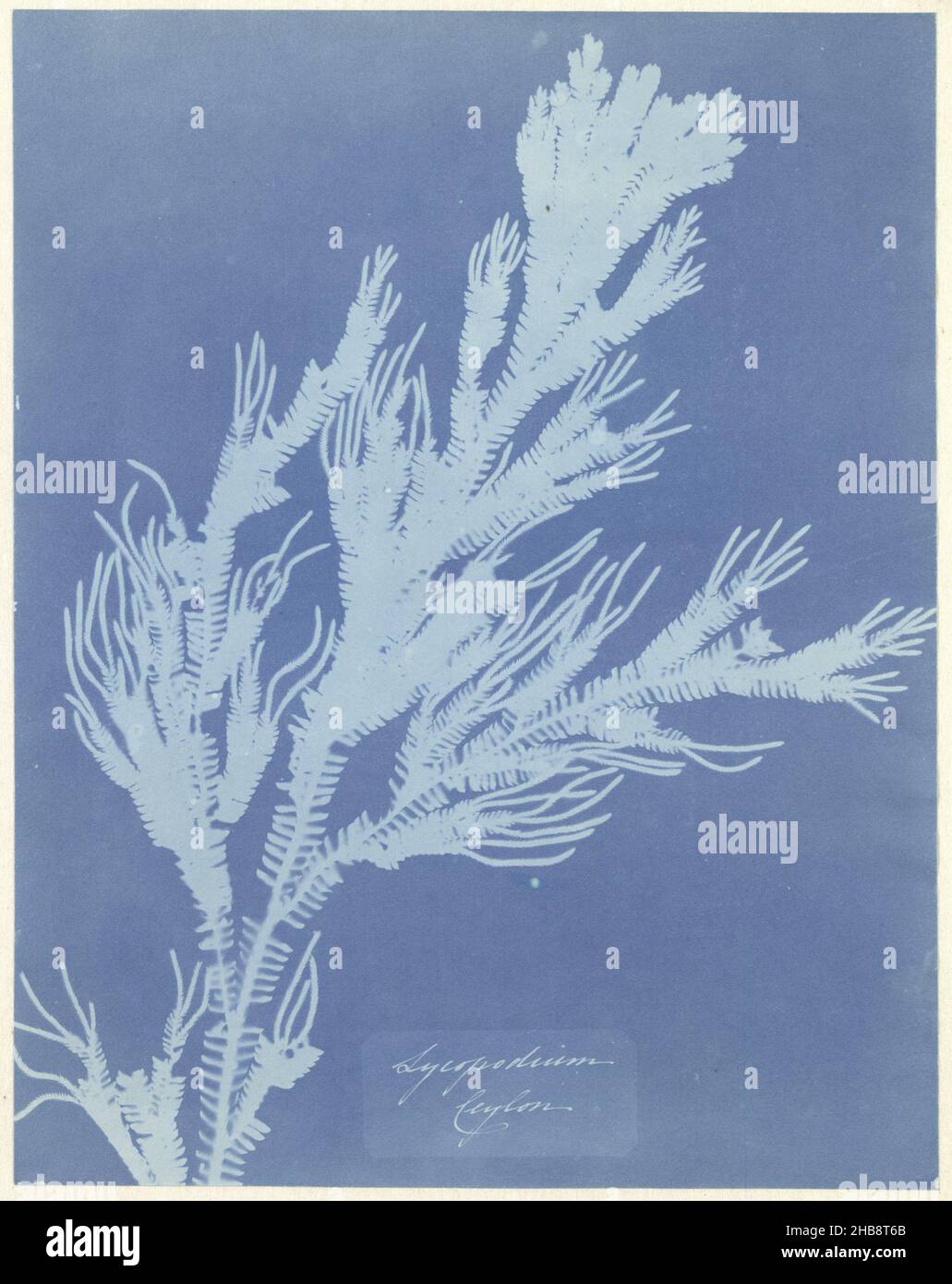 Photogram of a wolf's claw (spore plant, Lycopodium Ceylon), Lycopodium Ceylon (title on object), Anna Atkins, England, c. 1854, paper, cyanotype, height 258 mm × width 203 mm Stock Photo