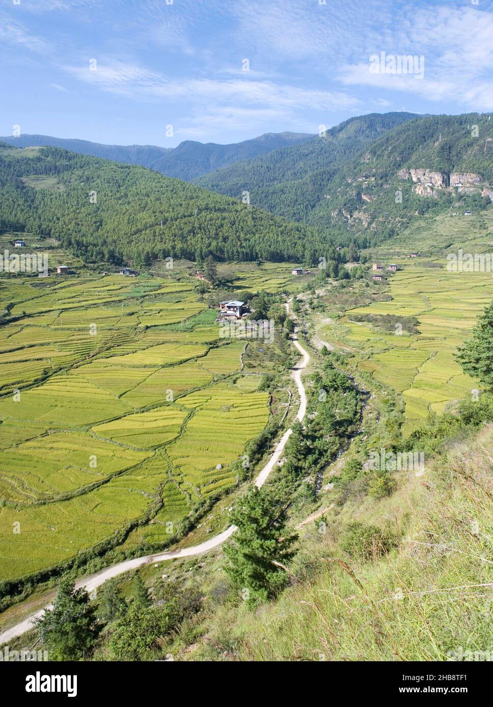 Bhutan, Paro, Rice fields in valley Stock Photo