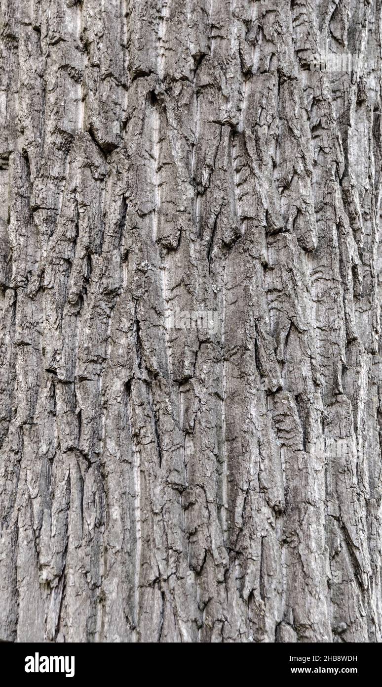Seamless tree bark background. Grey texture of the old tree Stock Photo ...