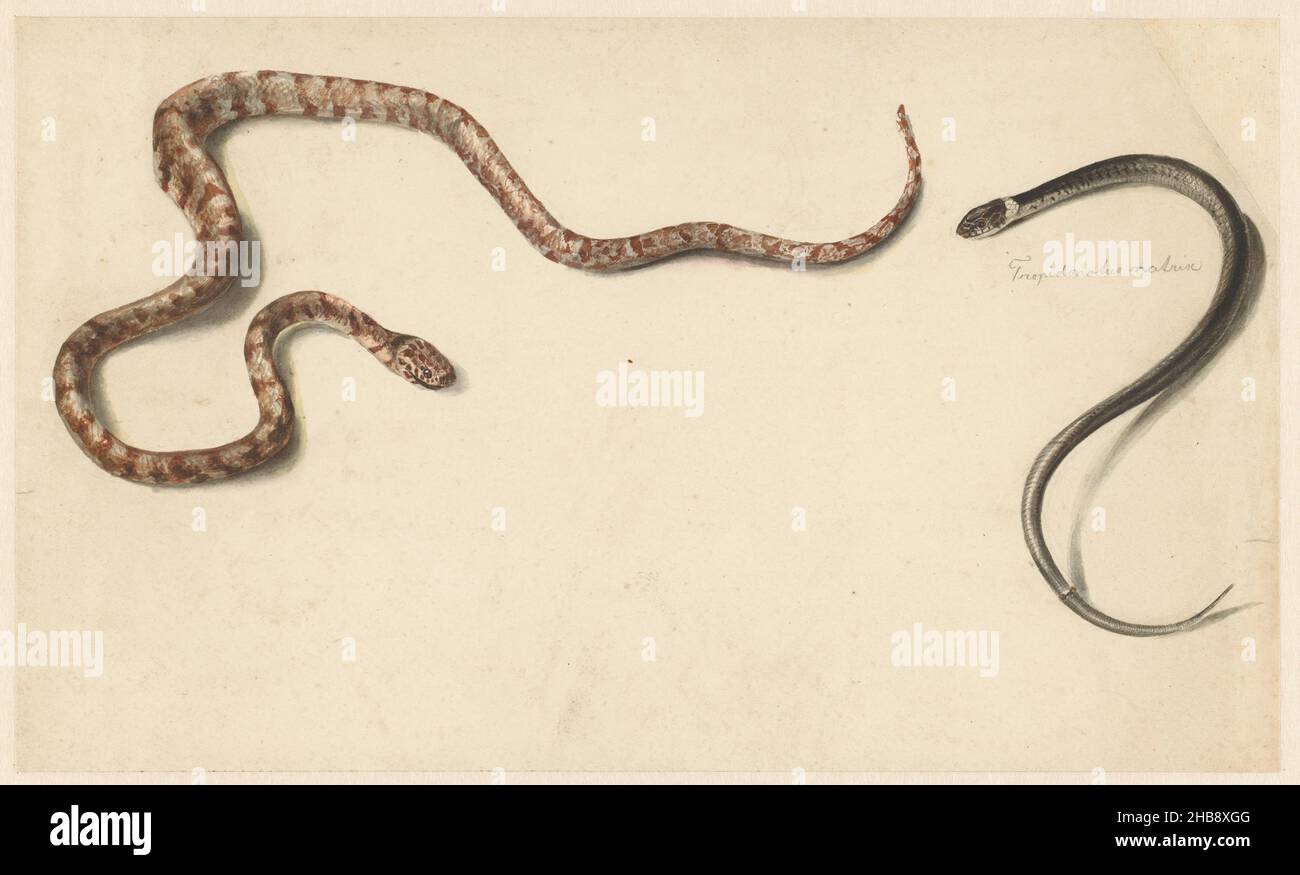 Two tropical snakes, Two tropical snakes, the right one marked: Tropidonotus Natrix., draughtsman: Albertus Steenbergen, 1824 - 1900, paper, pencil, pen, brush, height 202 mm × width 339 mm Stock Photo