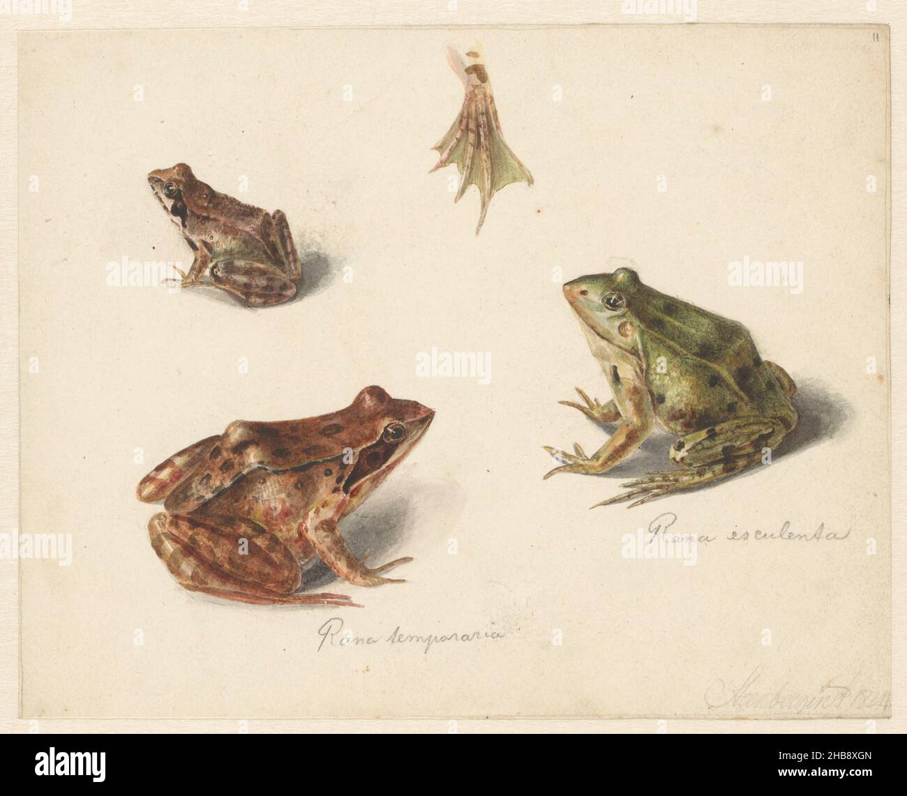 Sheet with study of a brown land frog on the right, a green water frog on the left, draughtsman: Albertus Steenbergen, 1834, paper, pencil, brush, height 160 mm × width 203 mm Stock Photo