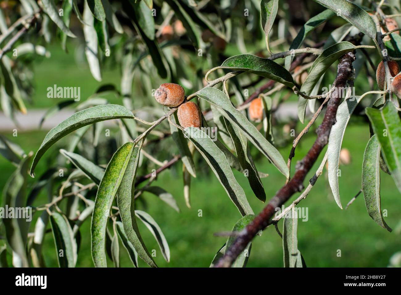 Silver leaves and small ripe fruits or berries of Elaeagnus angustifolia plant, commonly called wild Russian or Persian olive, silver berry, oleaster, Stock Photo