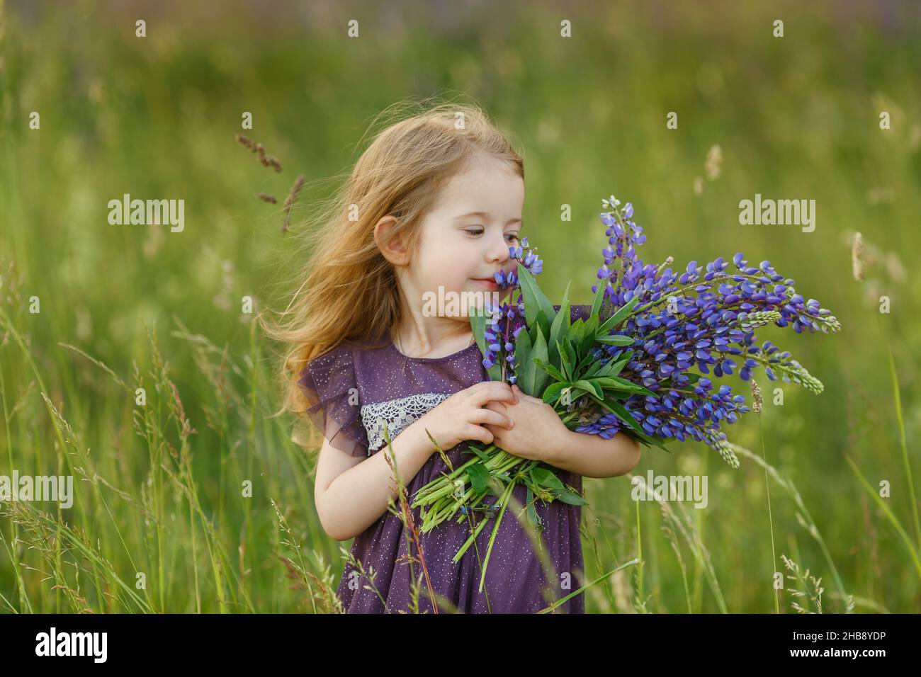 Cute, four year old girl in violet dress sniffing bouquet of lupine flowers. Funny smiling child with long hair on the field. Kid play outdoor. Concep Stock Photo