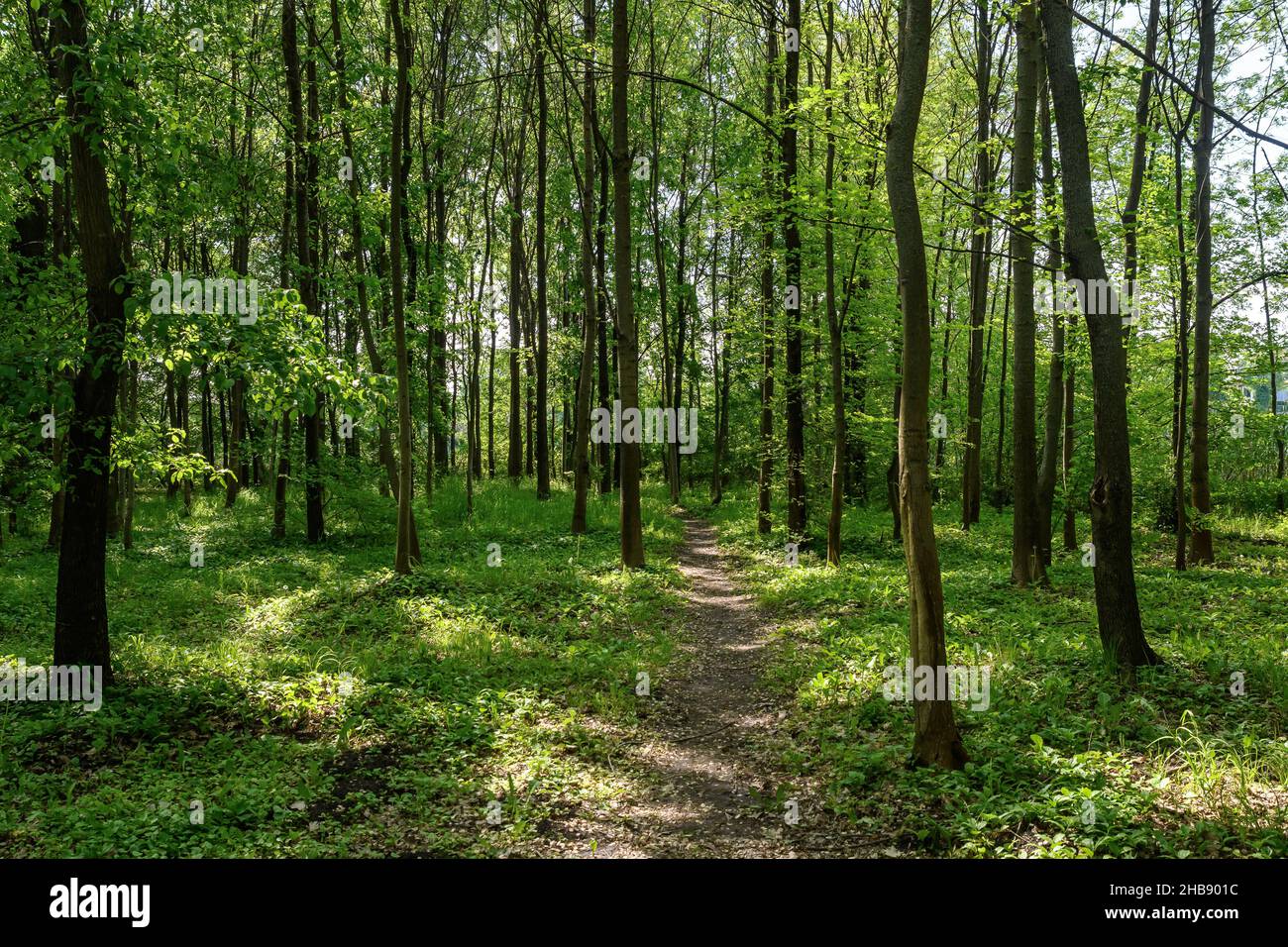 Empty footpath trees forest day hi-res stock photography and images - Alamy